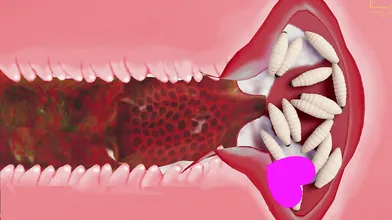 'One-on-one with the juicy sisters: Insect sex, MMD style'