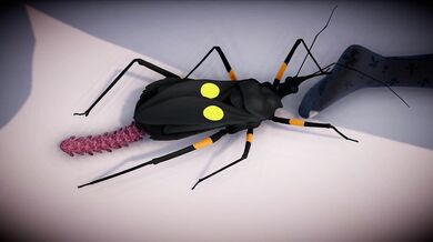 Insect-on-Insect Love Making - Secelia and Platymeris