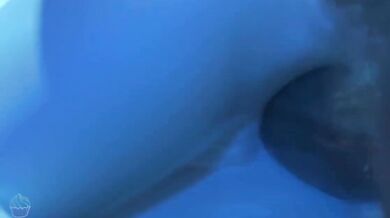 "Purring Perfection: A Merengue with Feline Fur and HMV Quality!"