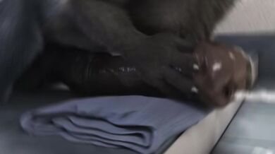 "Crashing the Chastity Belt: A Hentai Epic of Steel and Silk"