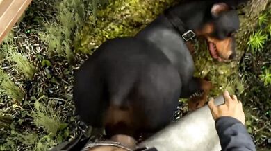 'Sir, it is my honor to inform you that your Doberman has completed his task of fucking the Scrungusbungus.'