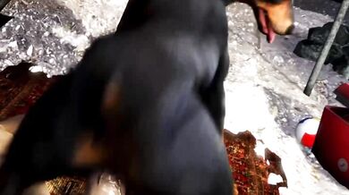 'Sir, it is my honor to inform you that your Doberman has completed his task of fucking the Scrungusbungus.'