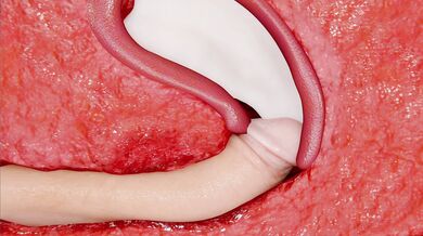 A Night with Candace