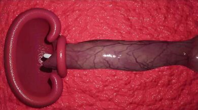 My Sexy Doggy Ivy Extension