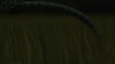 'Monster Fucks Predator: Alien Vore Sex'