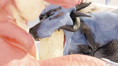 Double Dragon Double - The Forbidden Video