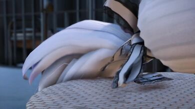 Pantyhose Bimbo Damsel in Distress Taken by Three Sexually Hungry Hounds!