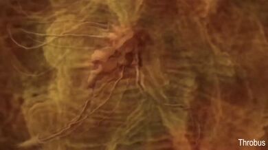 Ashley Found a Bad Spot to Hide Her Cherry [Throbus]