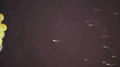 Innocent and inexperienced Hinata Hyuuga gets impregnated by a dominating lover