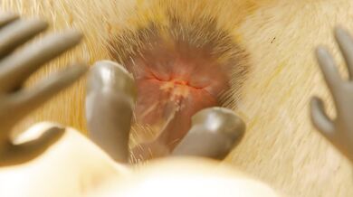 A Taste for Canada: A Hentai Anal Vore Adventure