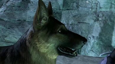 The Lick of the Ridley: Letting Your Dog Out for Some Sexual Pleasure