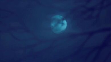 Watch as these adorable bunnies, named Furry Love April, make sweet love on the bedroom floor!