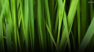 Femdom Buckler Battle Revenge - Gynoid