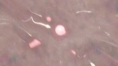 The Queens Secret Mission Written by: James Johnson