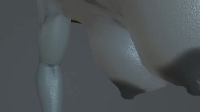 Watch me purrrrr while I fill up your futa cat!